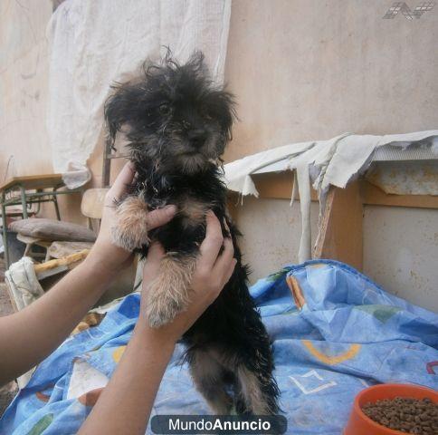 REMO cachorrito mini peludin busca familia