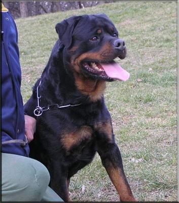 ROTTWEILER DE ROTACAN