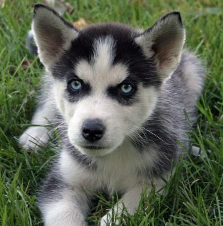 sorprendente cachorros Siberian Husky gratis