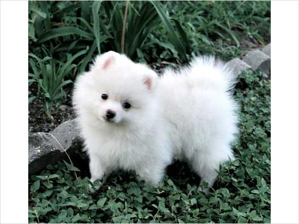 Tenemos hermoso T-taza Pomerania cachorros 1 chico y 1 chica