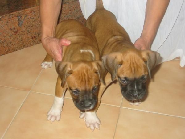 Boxer,cachorros,dorados,pedigree.