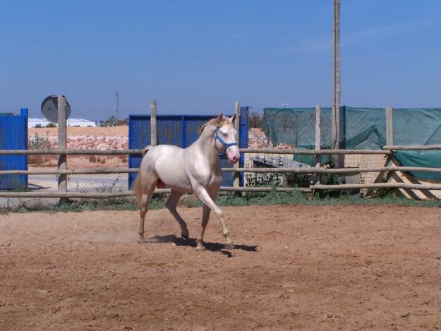 CABALLO LUSITANO EN ALICANTE. nombre: TEMBLOROSO