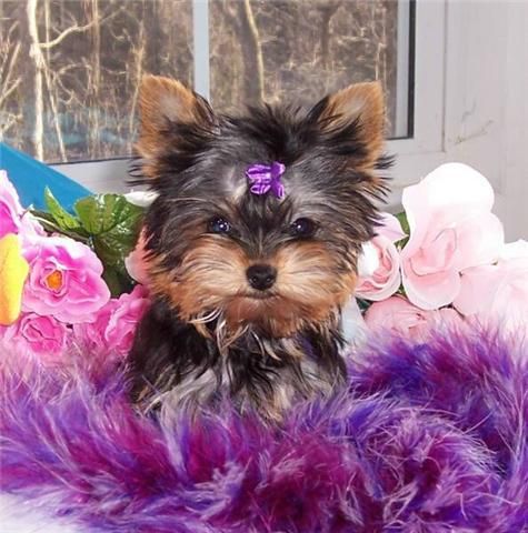 Fantastic Yorkshire Terrier listo para una hermosa casa,