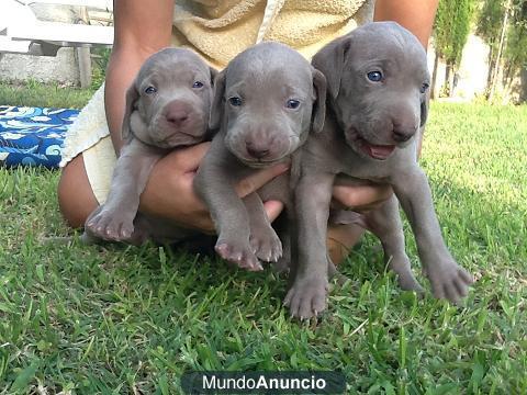 Perritos de braco de weimar