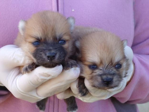 pomerania cachorros