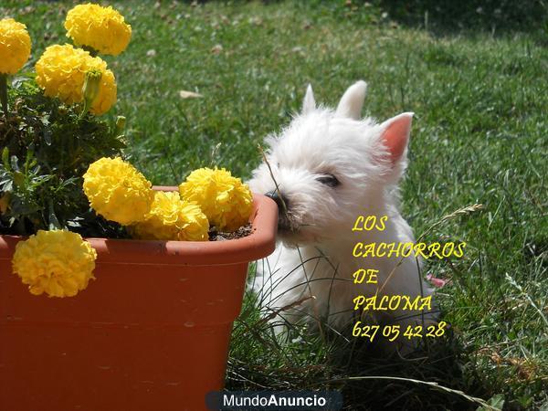 PRECIOSOS CACHORROS DE WESTY CON PEDIGREE LOE Y GARANTIAS 450 EUROS!! 627 05 42 28