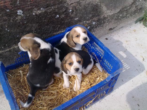 vendo beagle