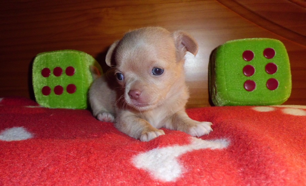 Venta chihuahuas