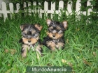 YORKSHIRE TERRIER PRECIOSOS A DESDE 300 EUROS - mejor precio | unprecio.es