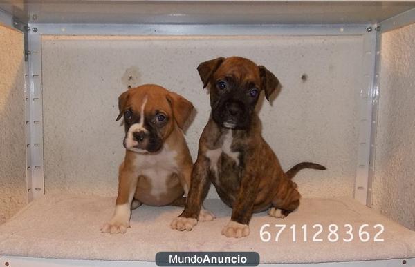 Boxer...preciosas hembras