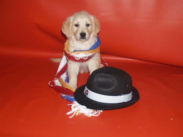 Cachorros de Golden ¡sonrie con ellos en Navidad!