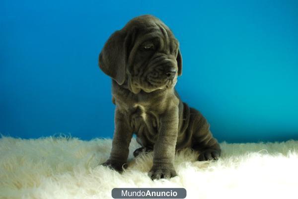 Fotos reales MASTIN NAPOLITANO con papeles y documentacion Cachorritos