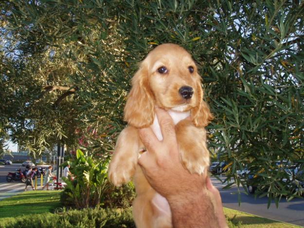 Lindos cachorritos de Cocker Spaniel con pedigree, solo 250 euros cada.