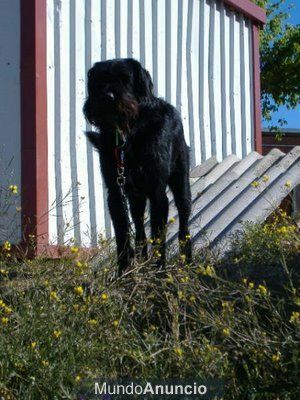 perro joven adopción o acogida