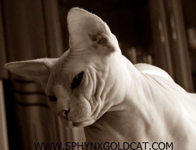 Sphynx gatos sin pelo