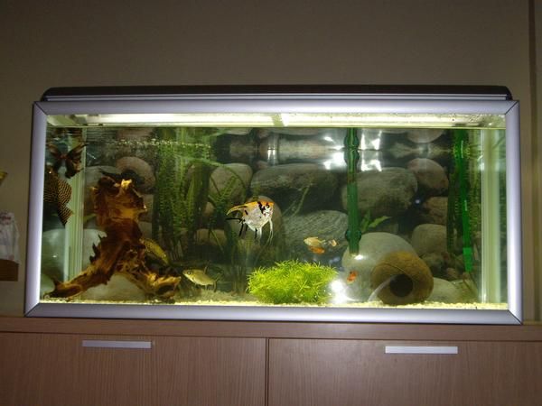 vendo acuario completo