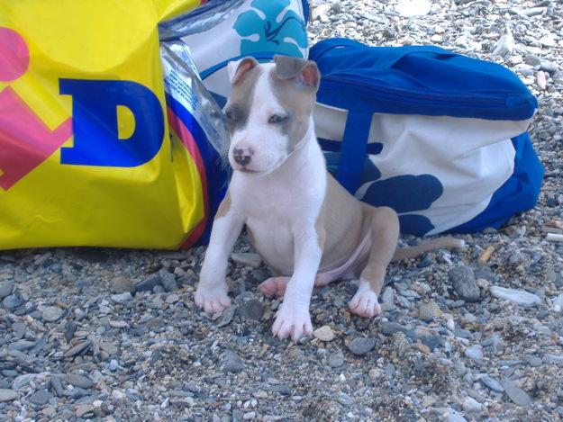 Vendo pit bull --american stanford