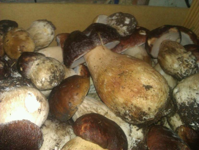 Boletus. Envíos a toda España.