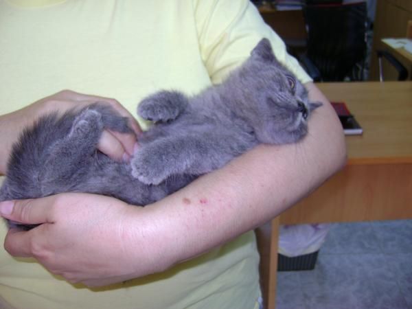 British Shorthair Azules