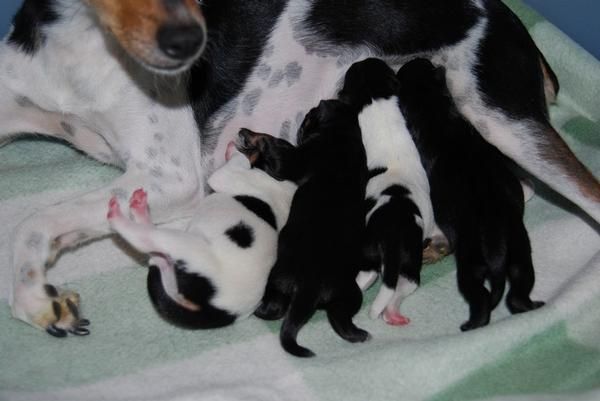 Cachorro de gos rater valencià (ratonero valenciano)