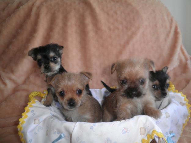 Cachorros mestizos de chihuahua con yorkshay