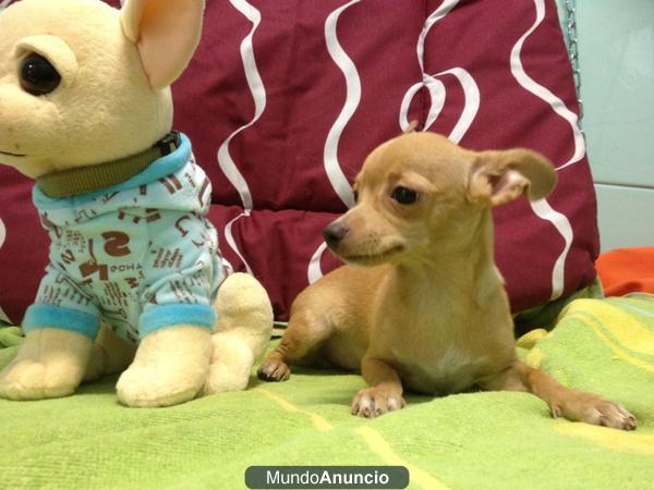 Chihuahuas varios colores