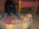 Excelente cachorro de Cocker Spaniel Ingles - mejor precio | unprecio.es