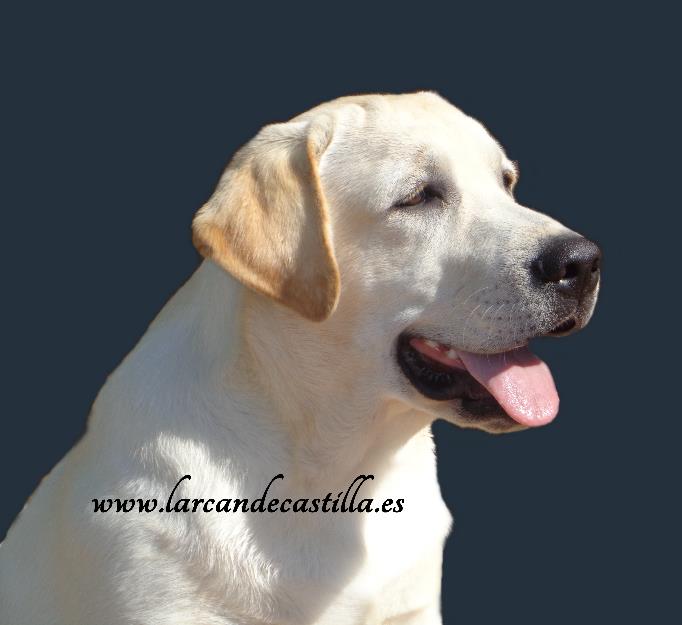 Labrador retriever larcan de castilla