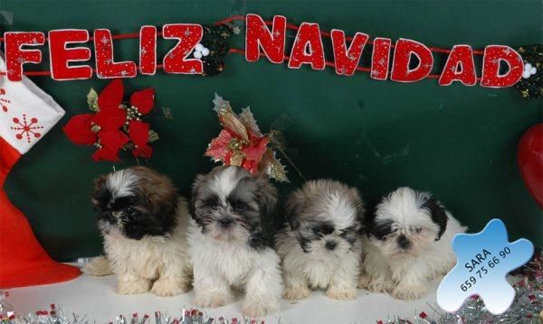 Los mejores Shih-tzu, económicos