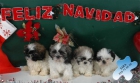 Los mejores Shih-tzu, económicos - mejor precio | unprecio.es