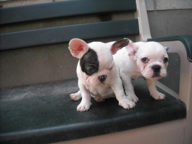 macho y hembra de bulldog frances