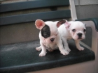 macho y hembra de bulldog frances - mejor precio | unprecio.es