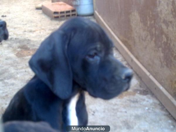 POINTER CACHORRO CON 3 MESES