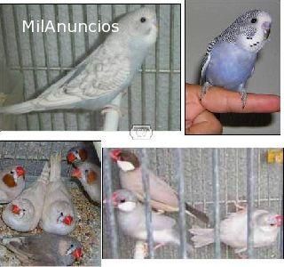 Se venden aves