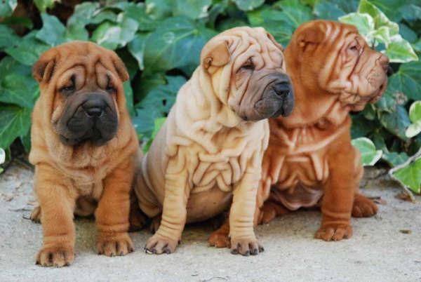 Shar-pei, son unos cachorros increibles