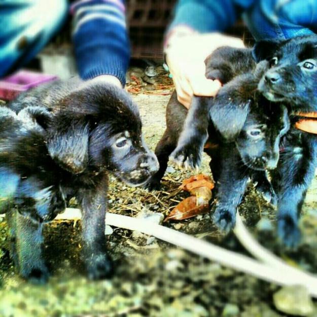 Cachorrinas