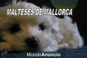 CACHORRITOS MALTESES PURA RAZA DE MALLORCA TEL 696173083