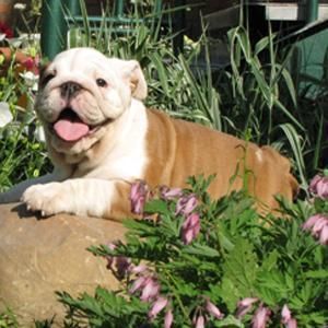 cachorros espectaculares, bulldog ingles