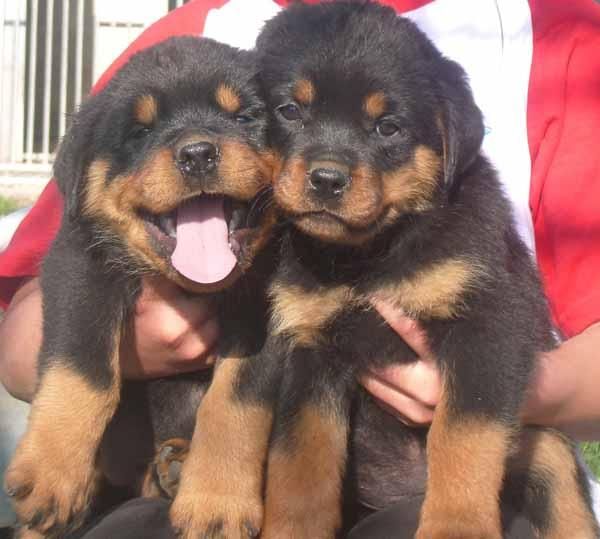 rottweiler cachorros