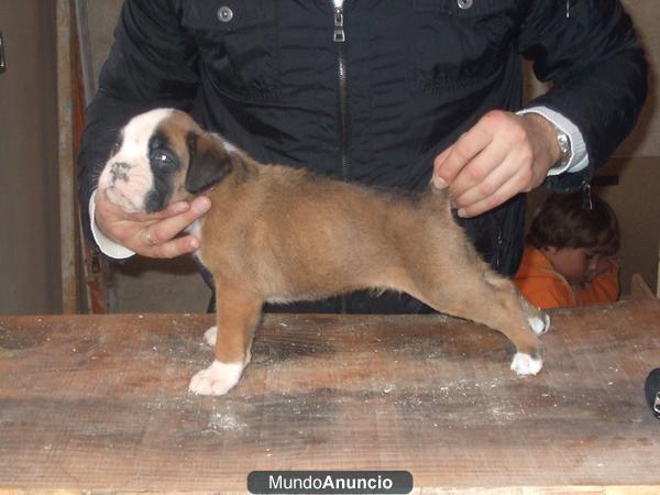 ultimos boxer dorados en venta