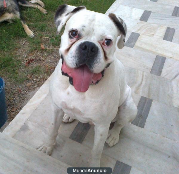 BOXER MACHO BLANCO