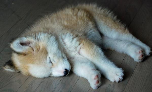 cachorros siberian husky.