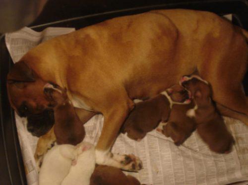 impresionantes cachorros de boxer con dos meses