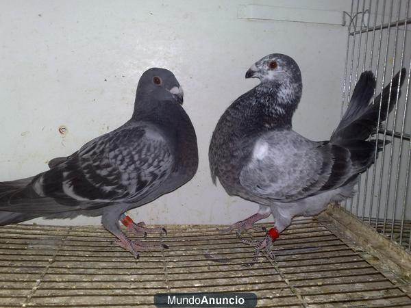 palomas de raza, canarios periquitos