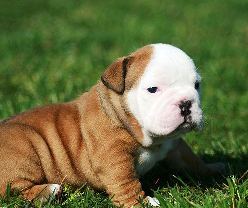 Bulldog ingles cachorrito