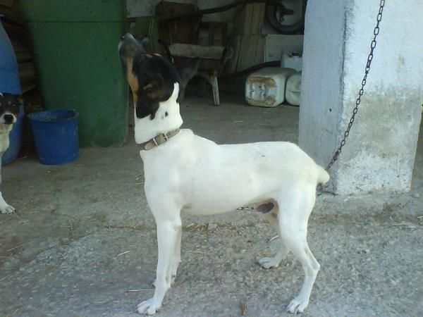 CACHORROS BODEGUERO  ANDALUZ