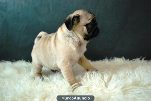 Carlinos Pug cachorros de calidad listos para entregar