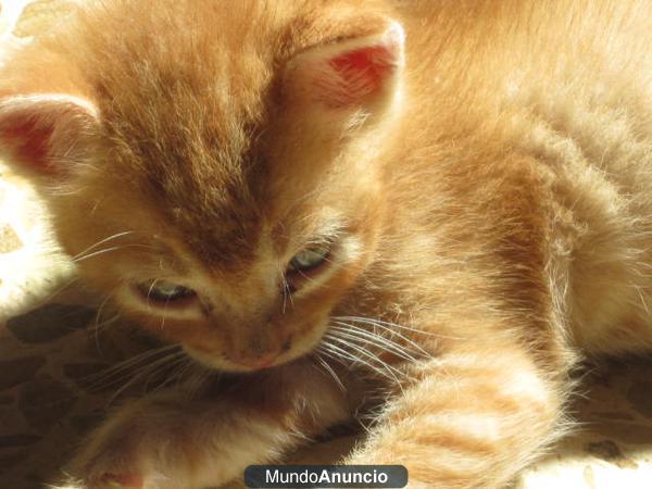 Gatitos para regalar