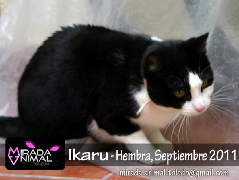 Ikaru gatita blanca y negra en adopcion (madrid – toledo)