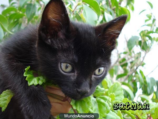 Panterita negra de ojos lindos ycariñoso busca un hogar!